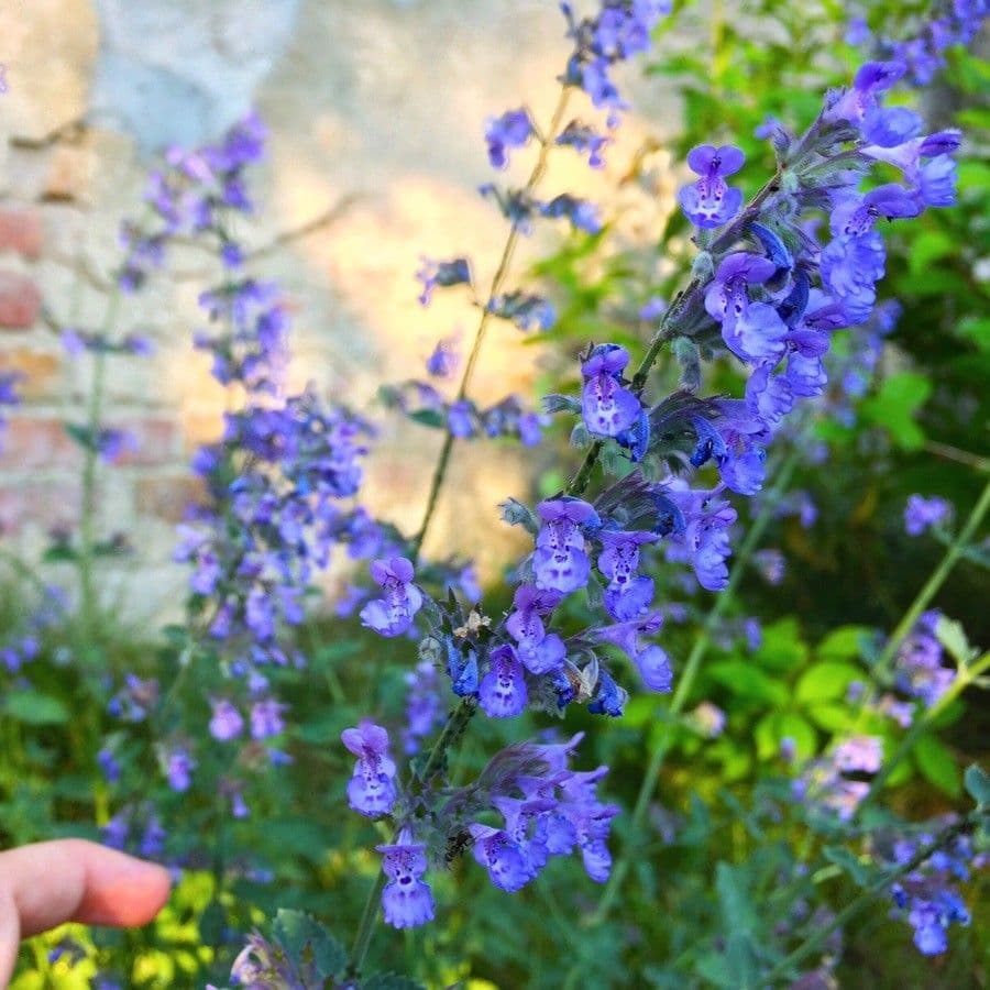 Nepeta cataria