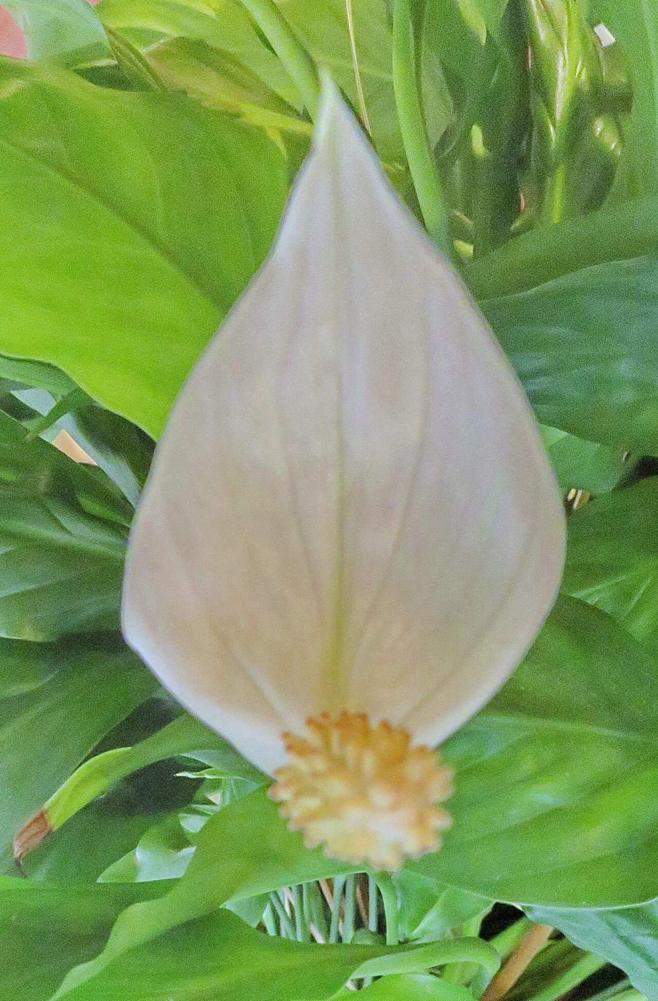 Spathiphyllum wallisii