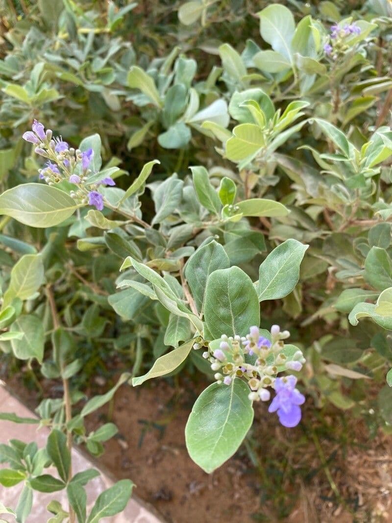 Vitex trifolia