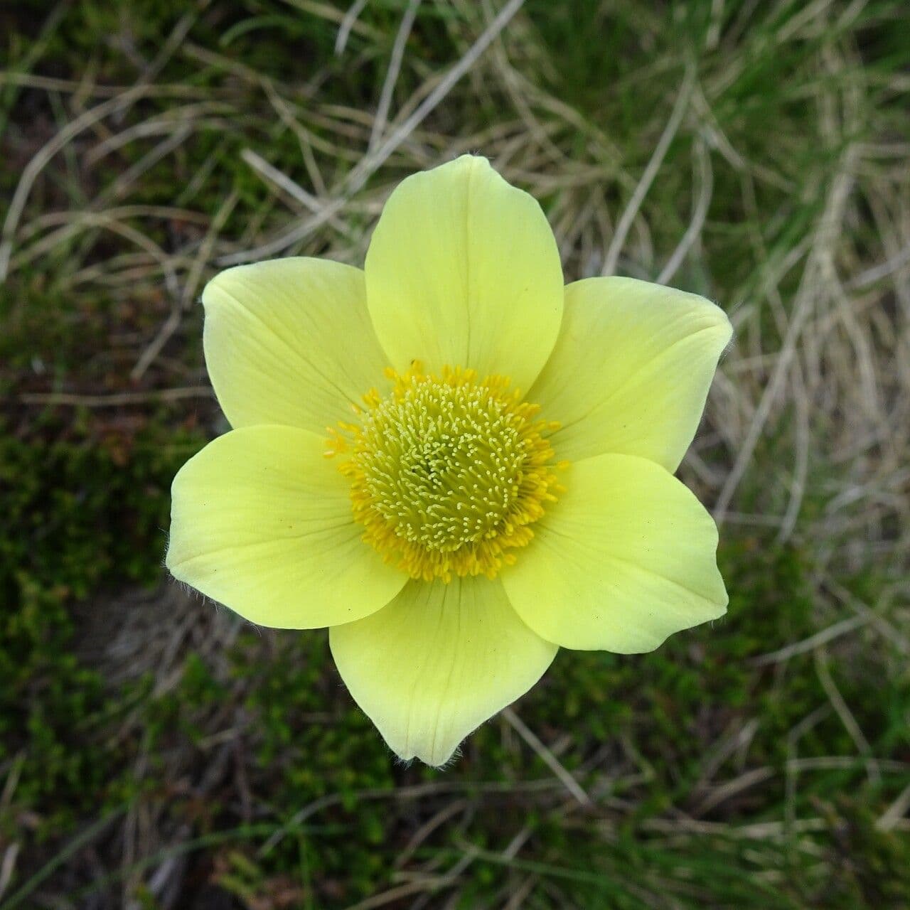 Pulsatilla alpina