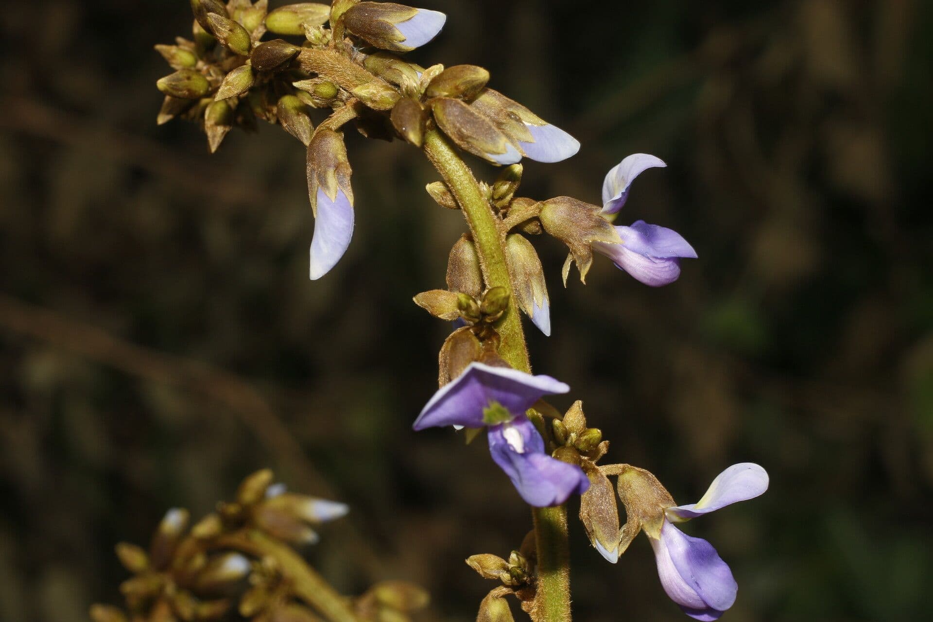 Pachyrhizus erosus