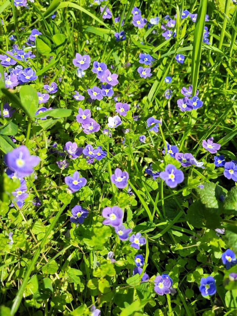 Veronica filiformis