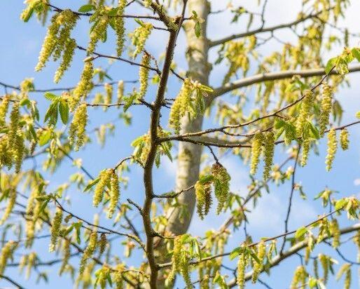 Zelkova carpinifolia