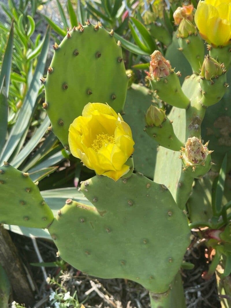 Opuntia stricta