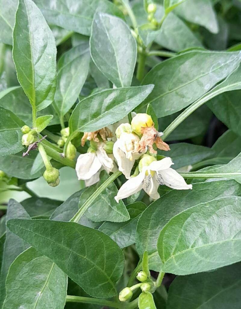 Capsicum annuum