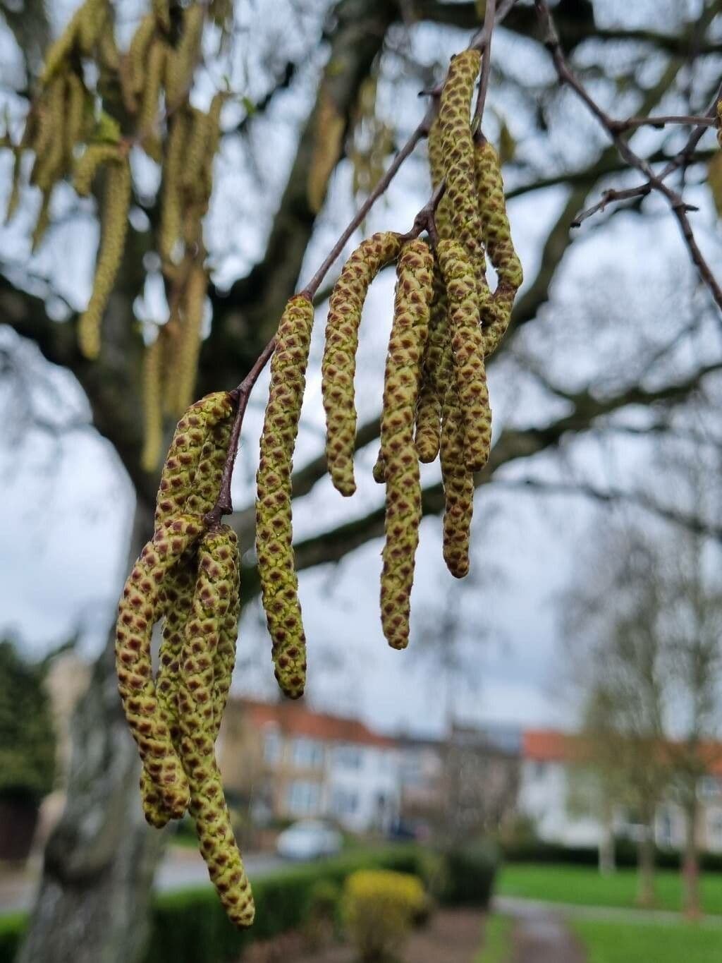 Betula pubescens