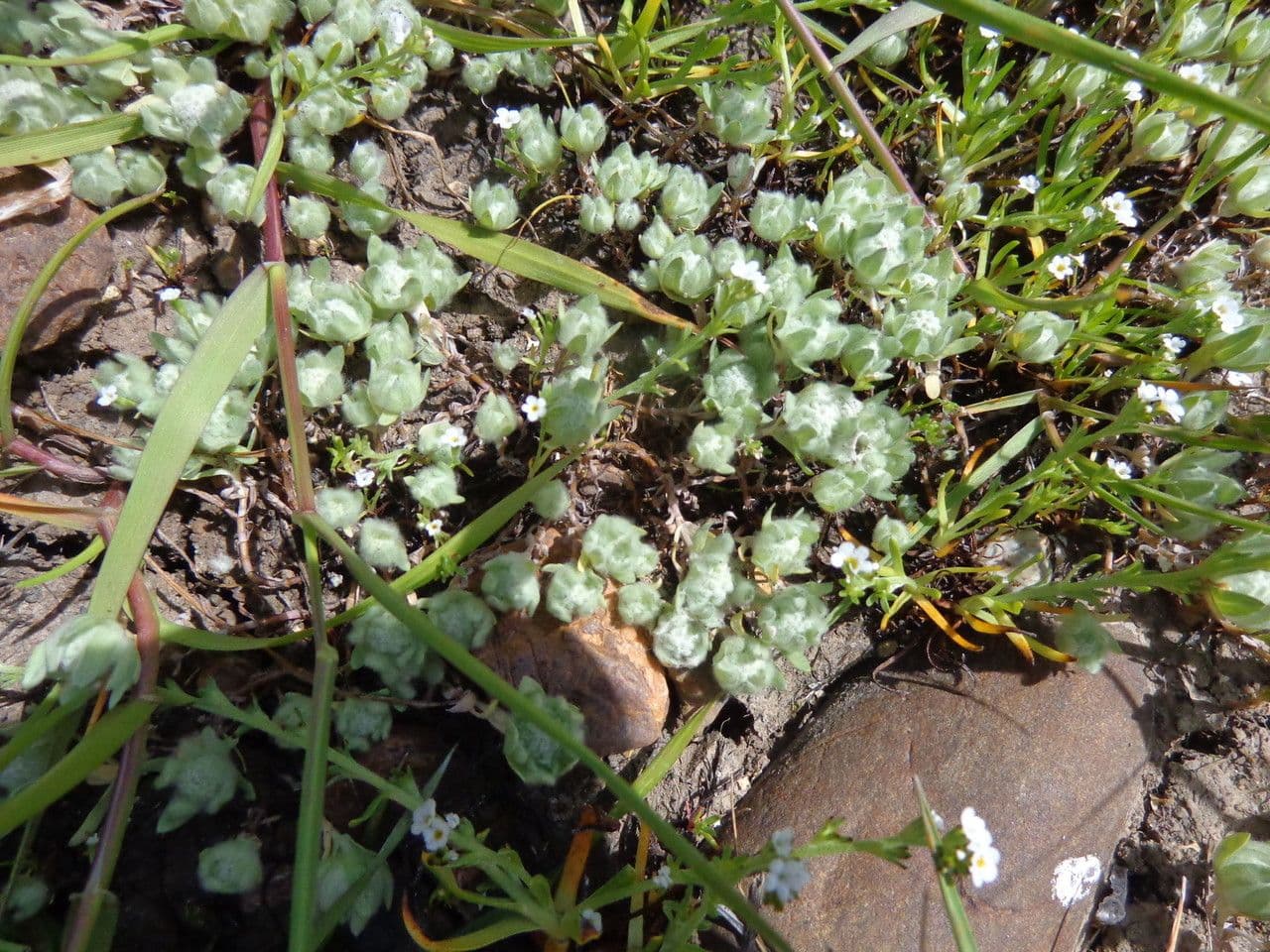 Psilocarphus brevissimus