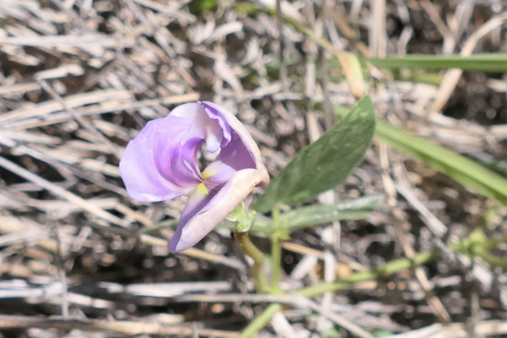 Vigna vexillata