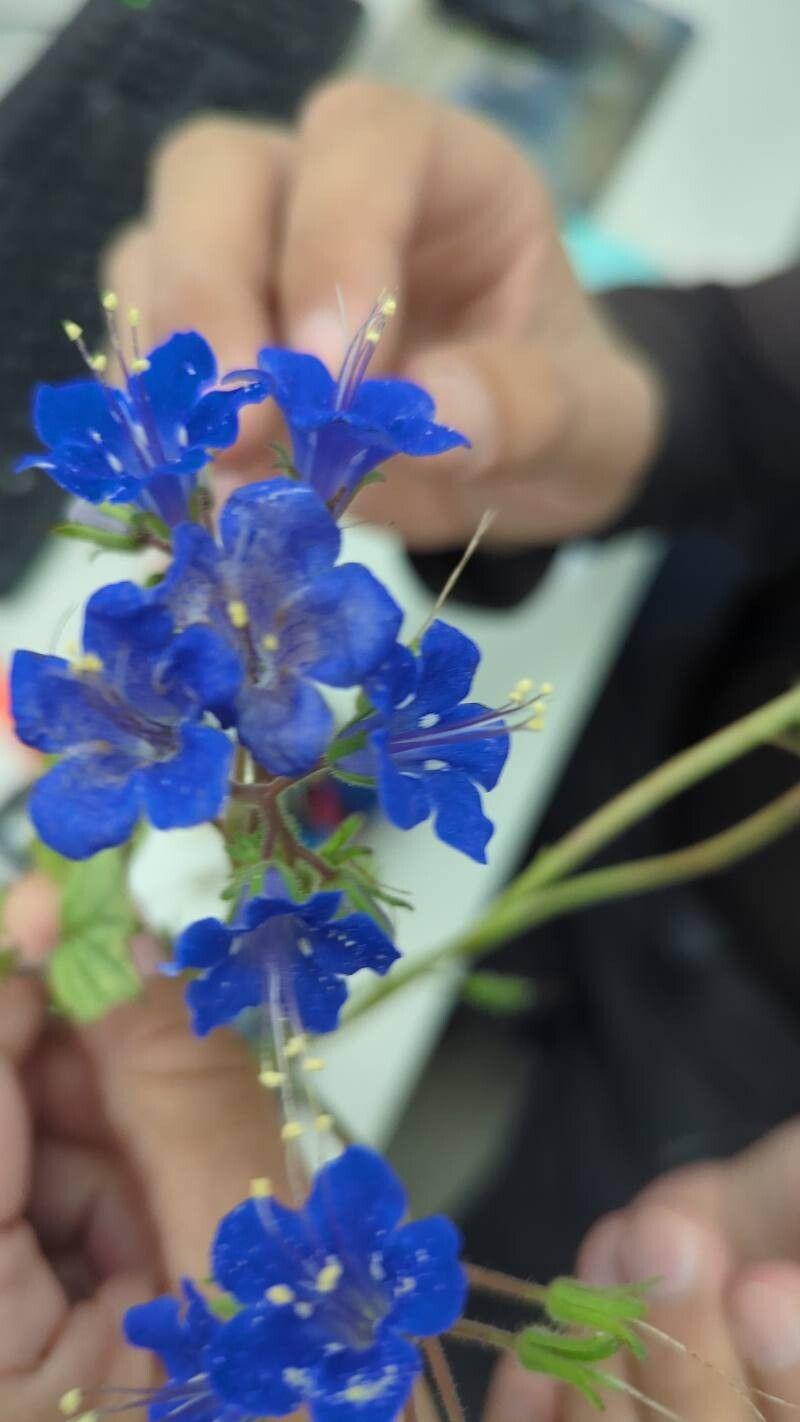 Phacelia campanularia