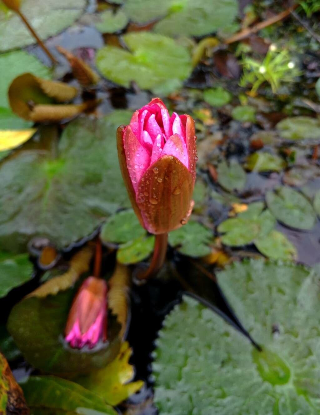 Nymphaea candida