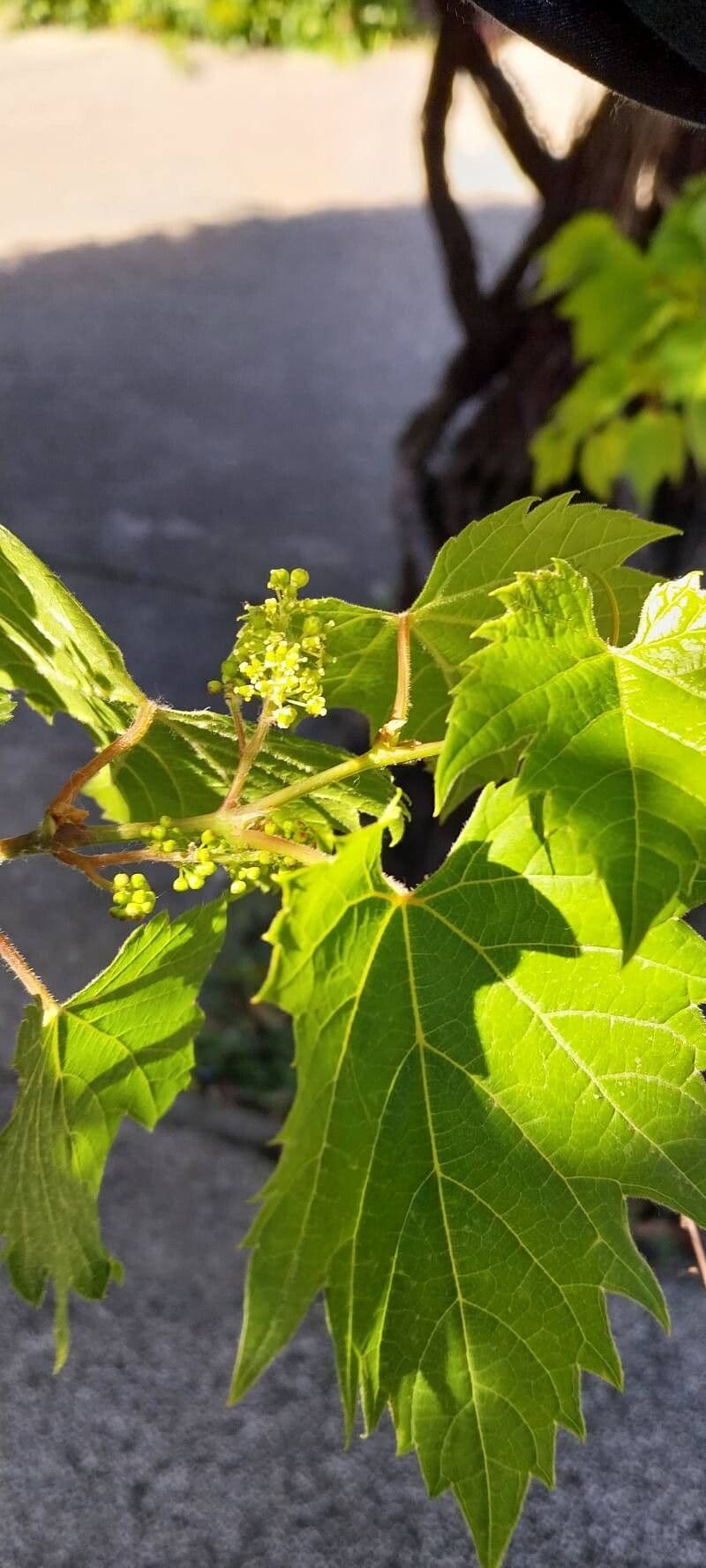 Vitis riparia