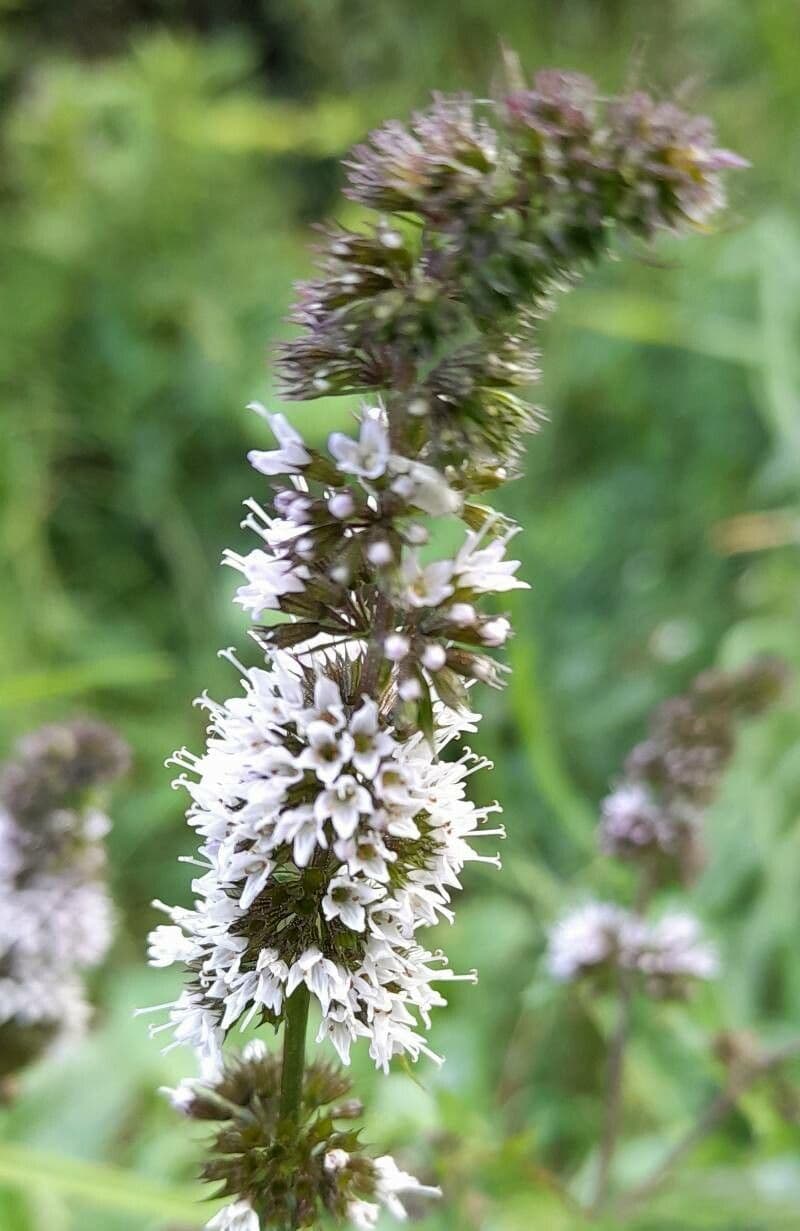 Mentha piperita