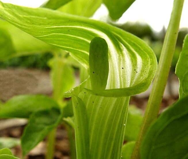 Arisaema triphyllum