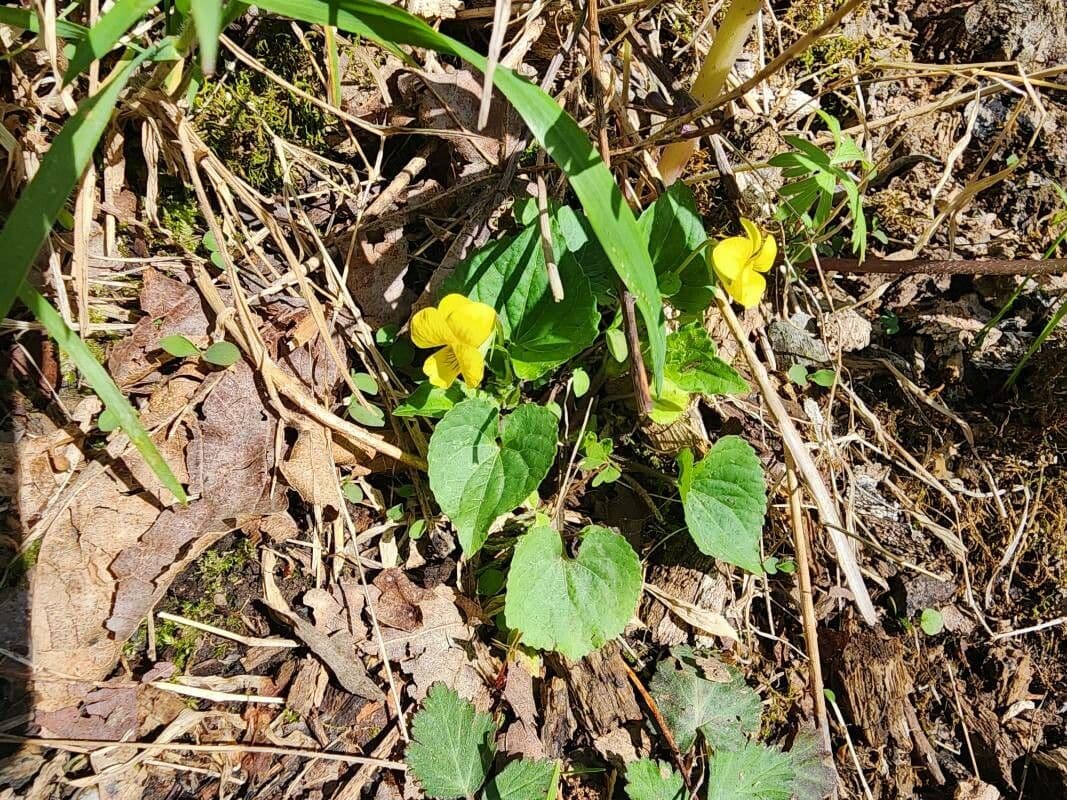 Viola pubescens