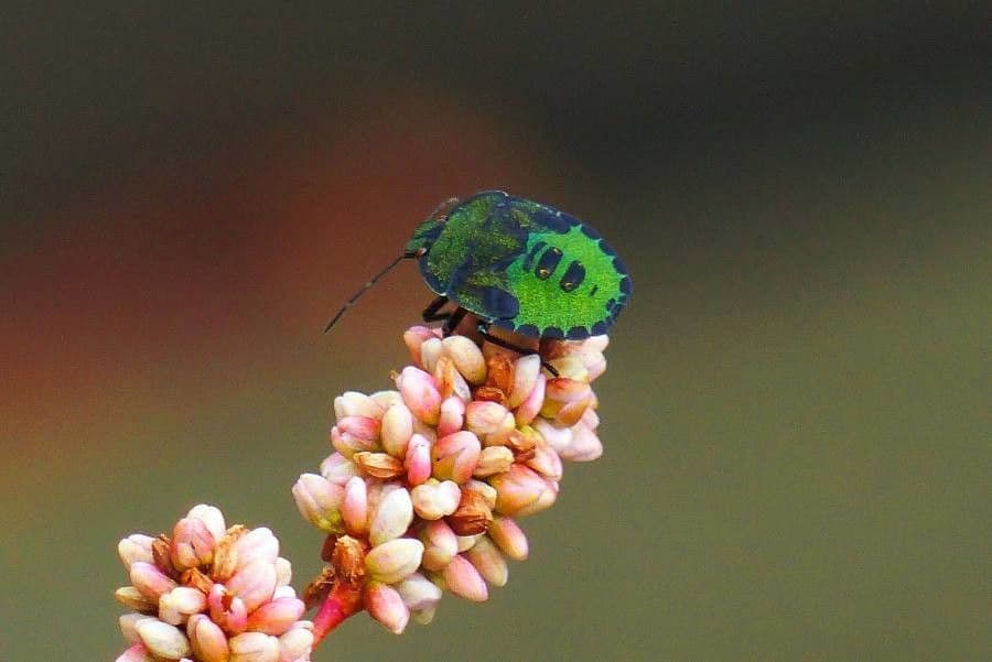 Persicaria amphibia