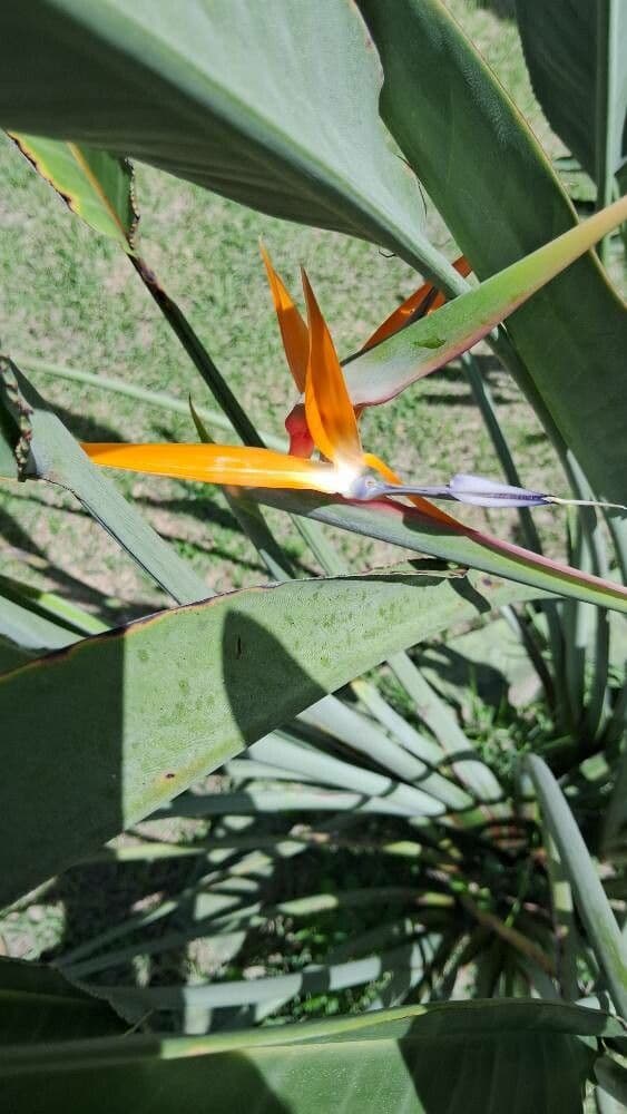 Agave sisalana