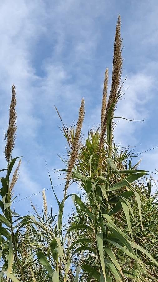 Arundo donax