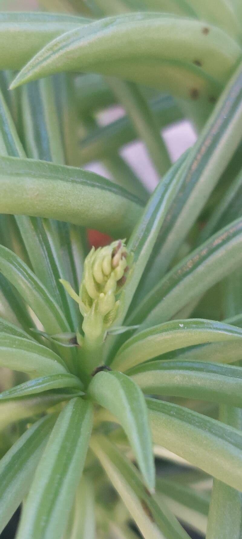 Peperomia ferreyrae