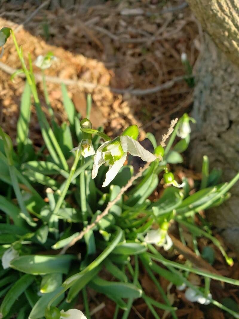 Galanthus elwesii