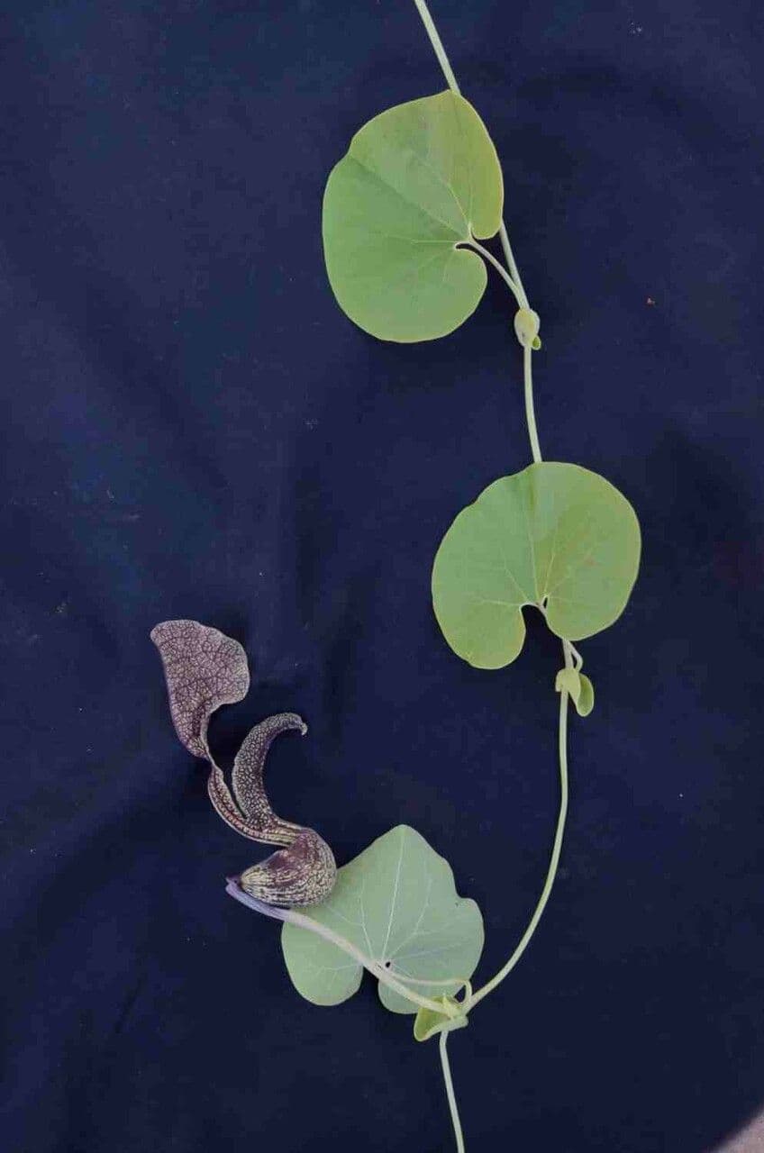 Aristolochia labiata