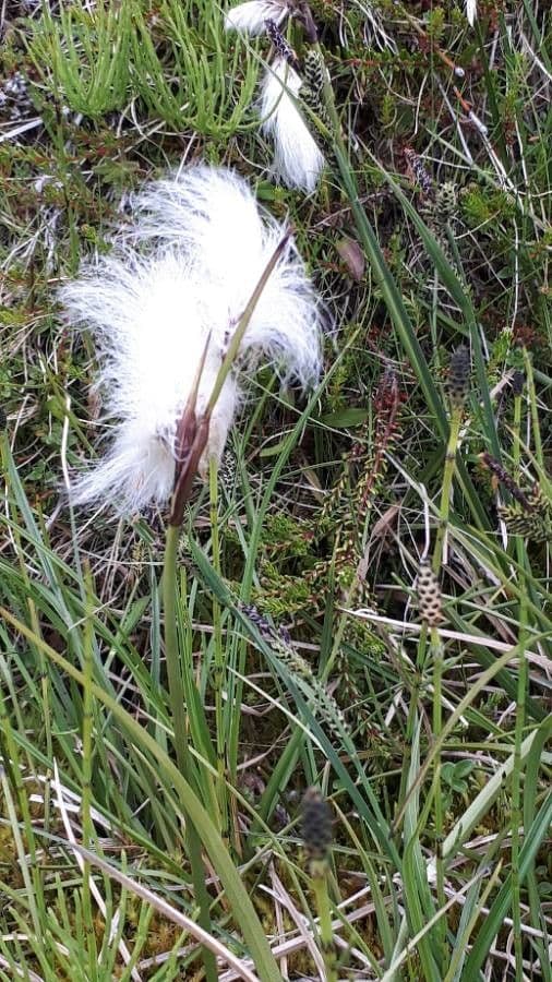 Eriophorum scheuchzeri