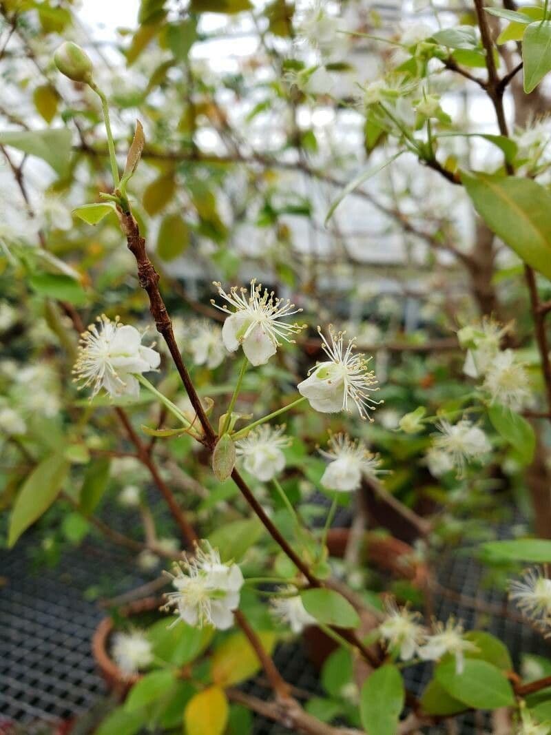 Eugenia uniflora