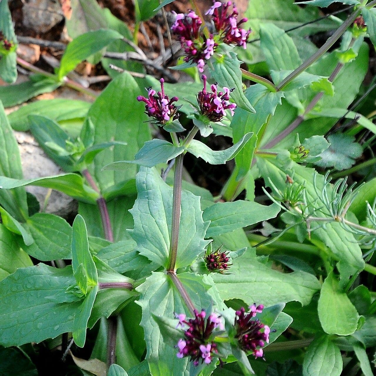 Valeriana cornucopiae