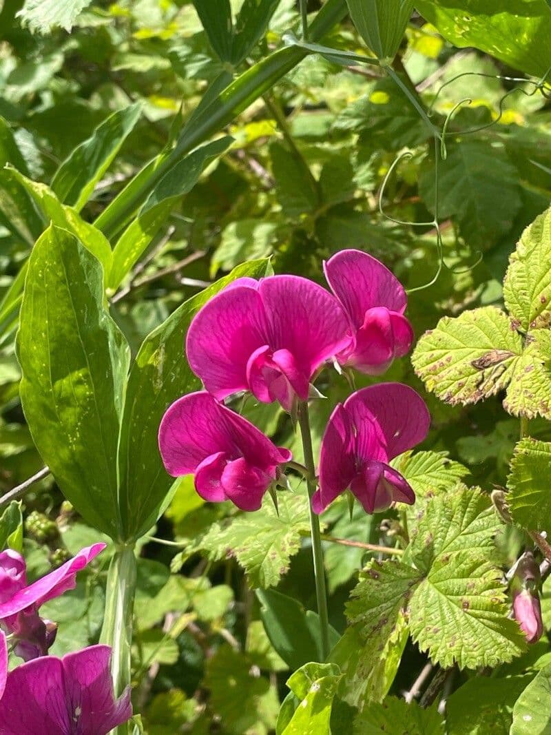 Lathyrus latifolius