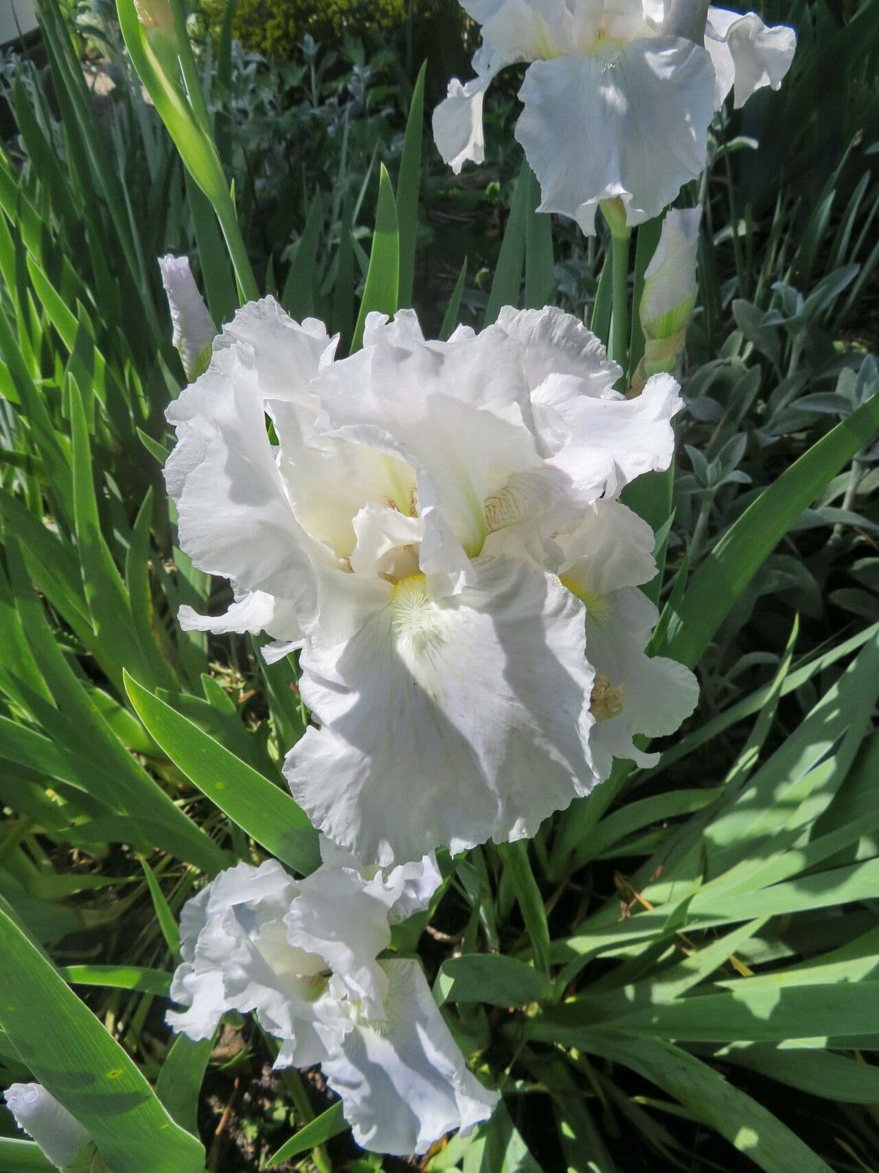 Iris florentina