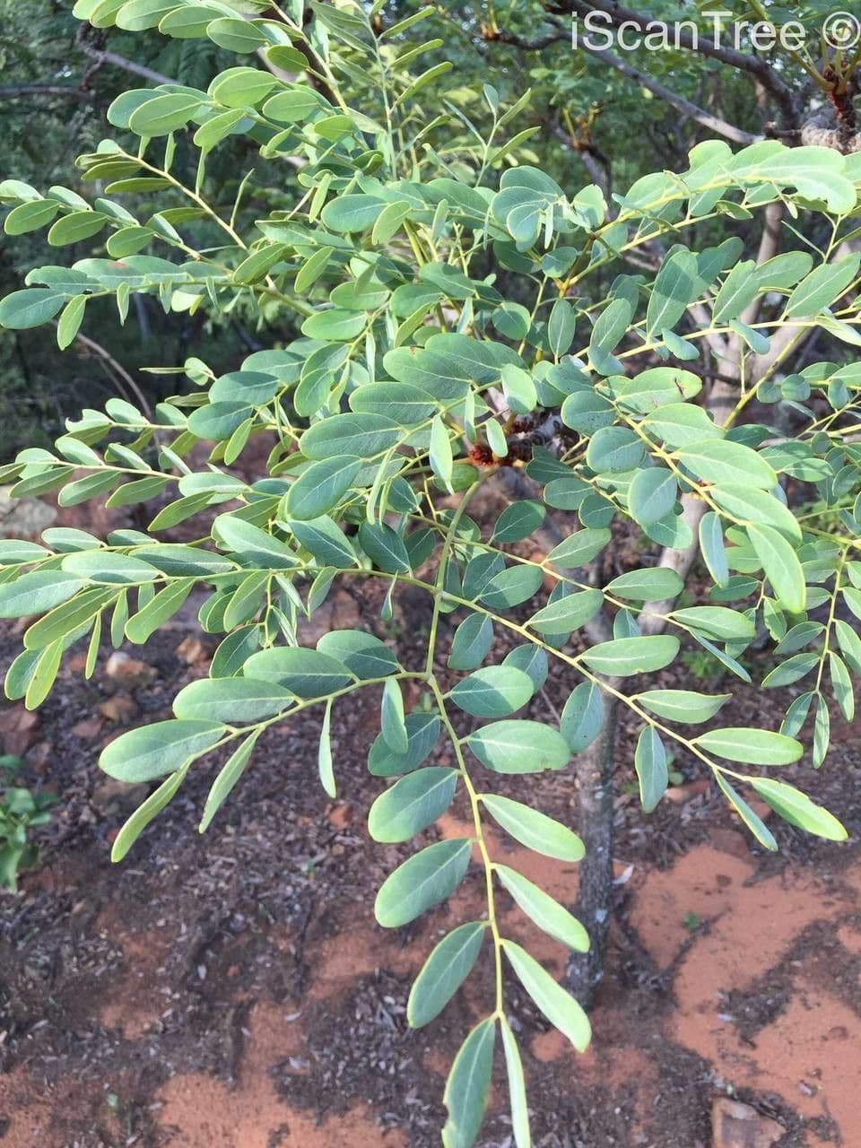 Burkea africana