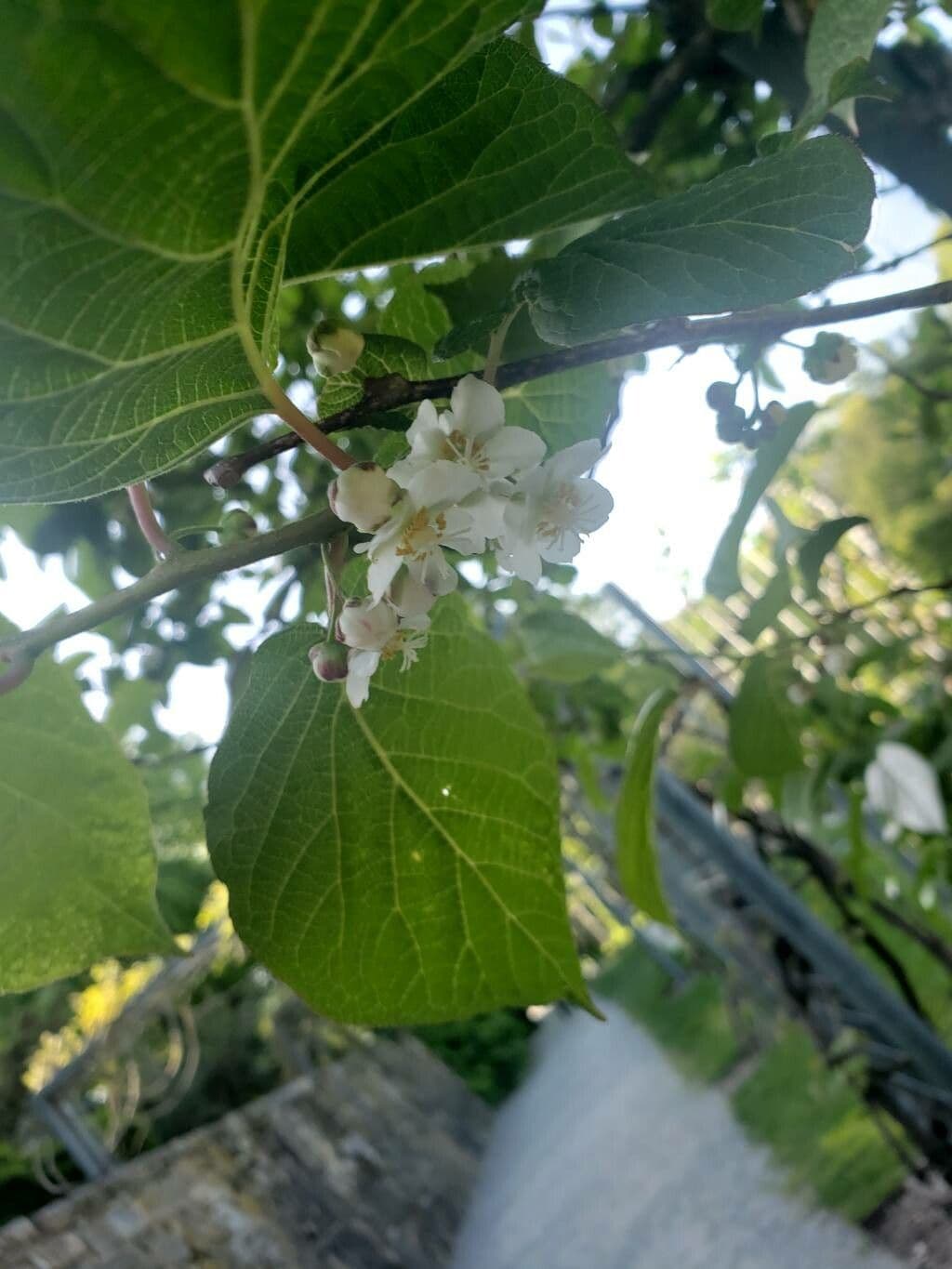 Actinidia kolomikta