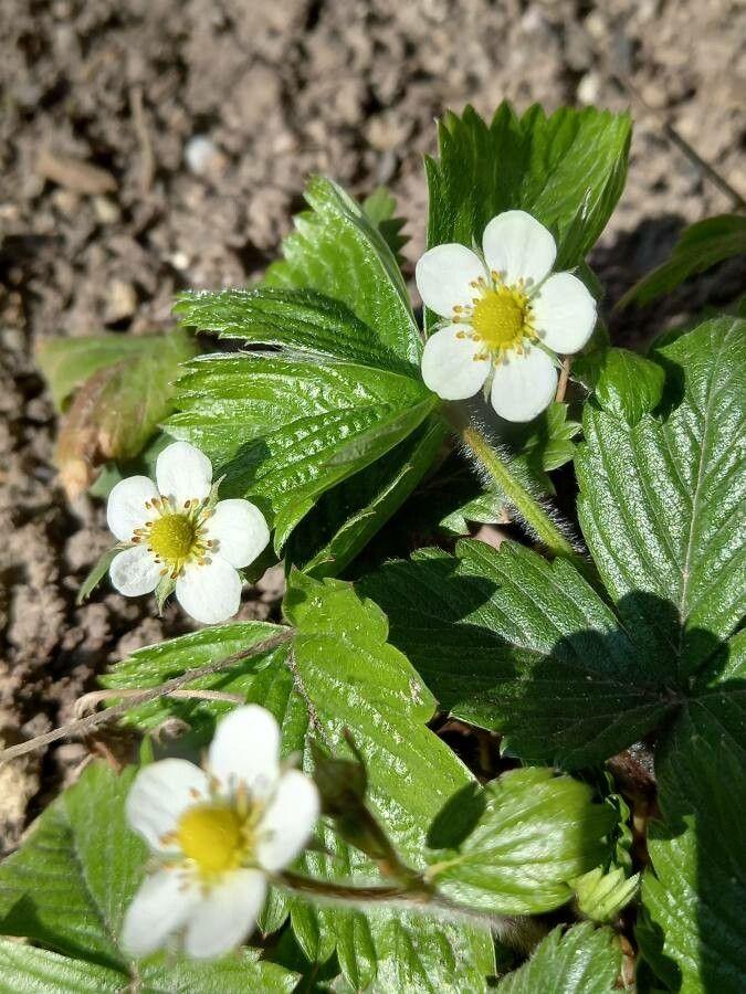 Fragaria ananassa