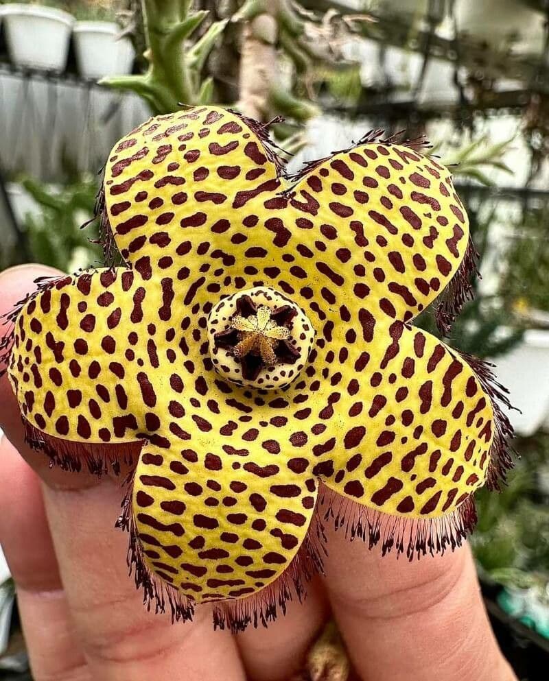 Orbea mcloughlinii