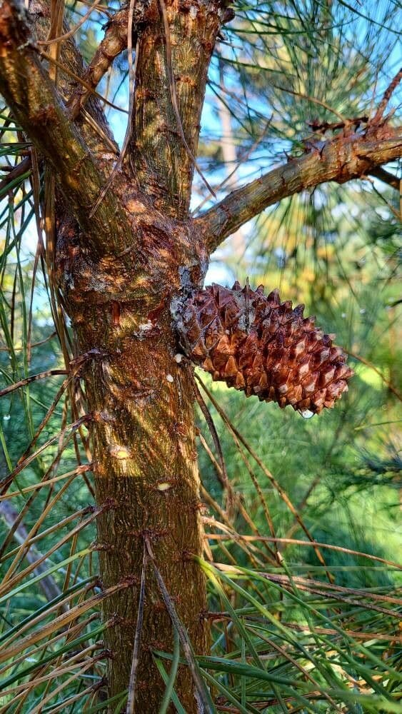 Pinus radiata