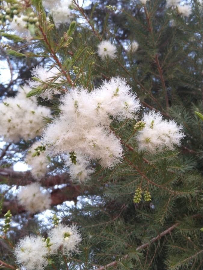 Melaleuca alternifolia