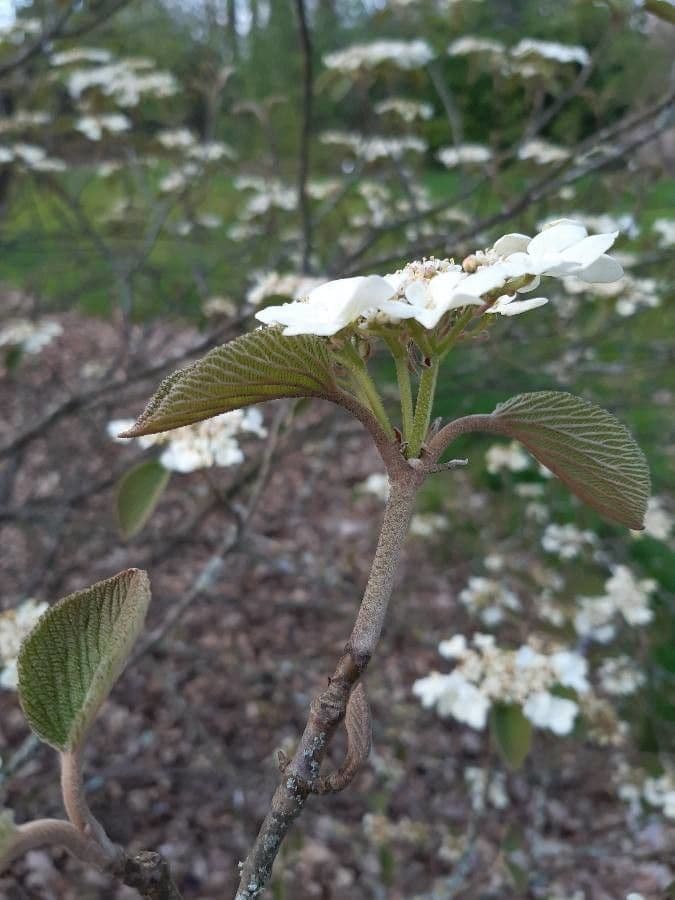 Viburnum lantanoides