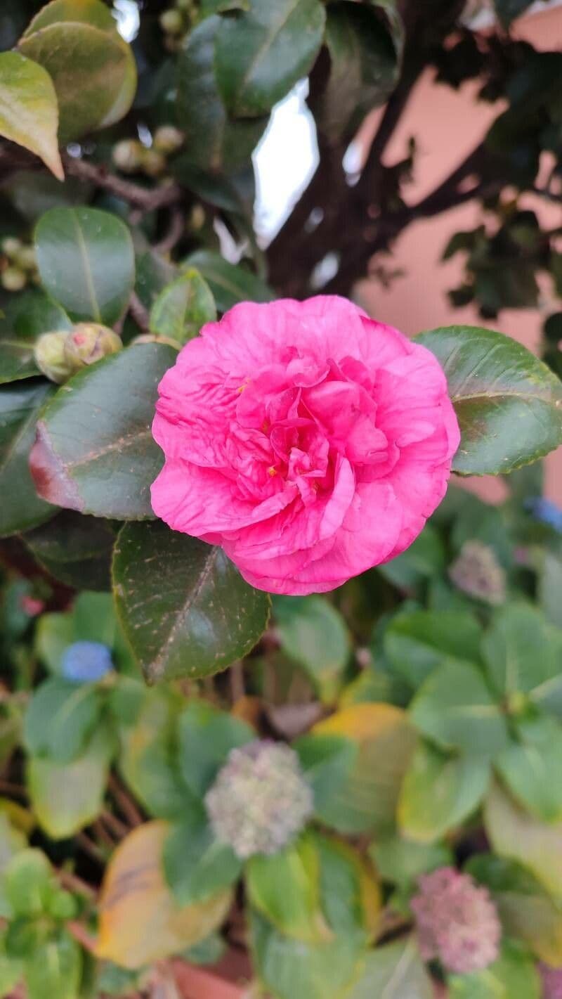 Camellia sasanqua