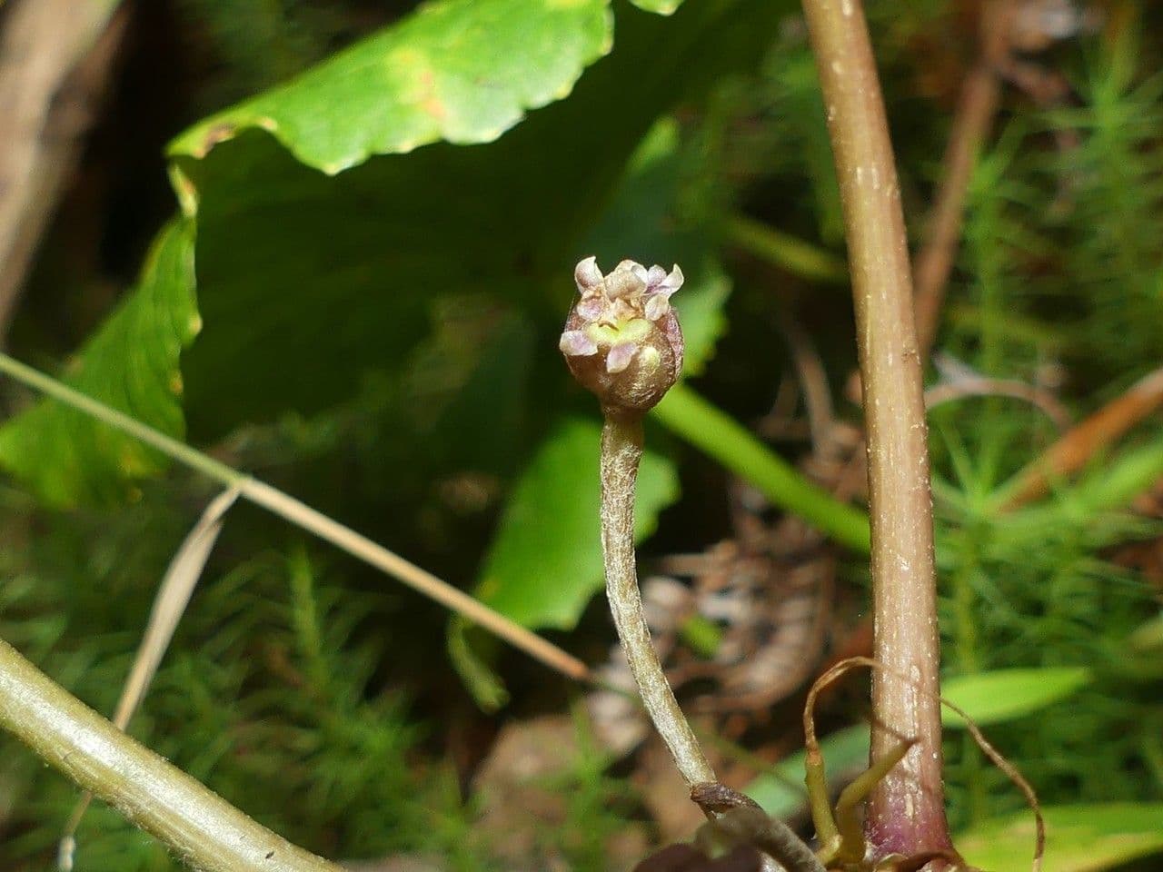 Centella asiatica