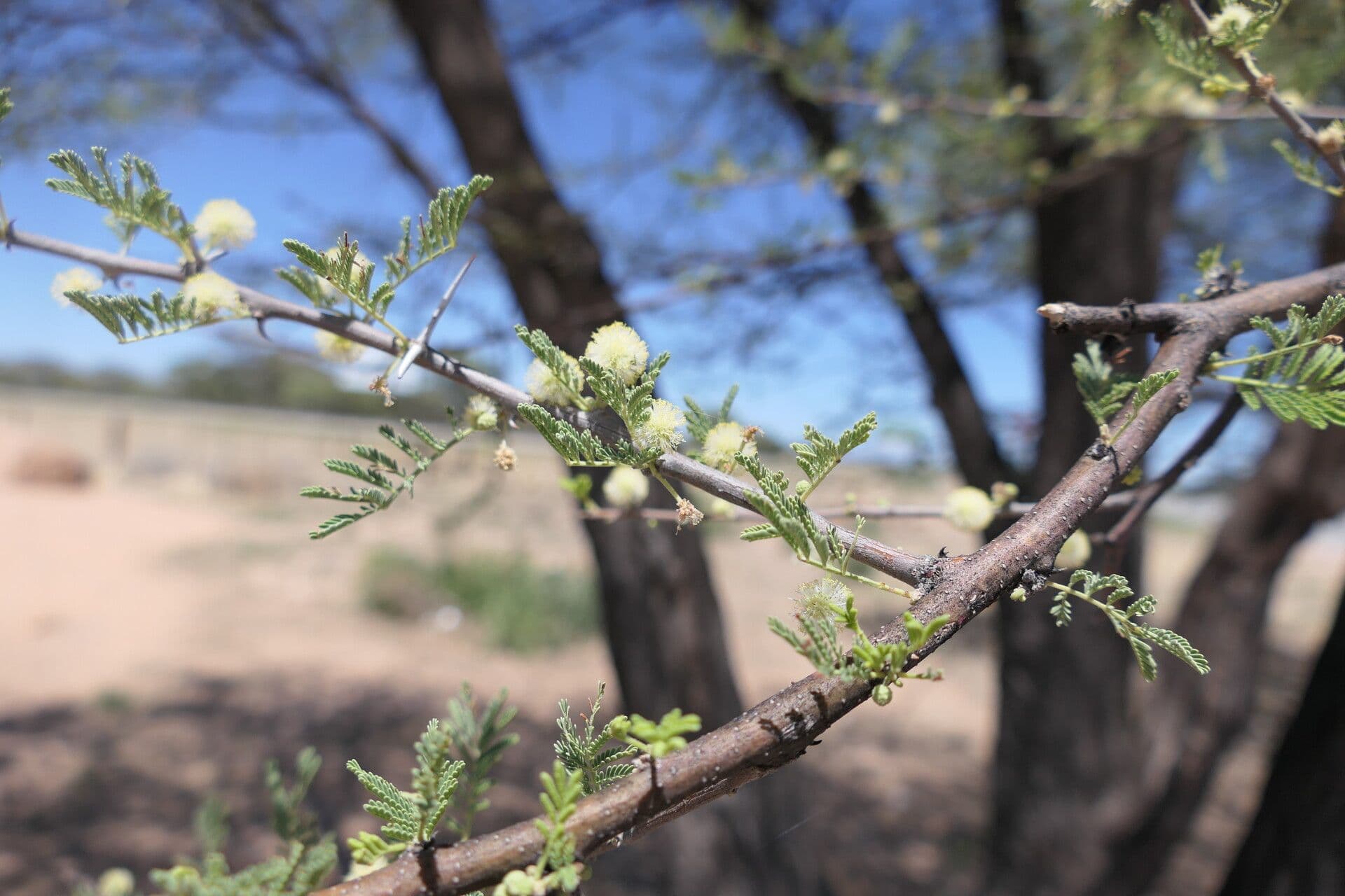 Vachellia tortilis