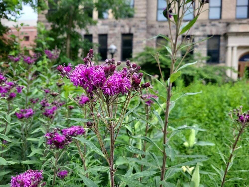 Vernonia fasciculata