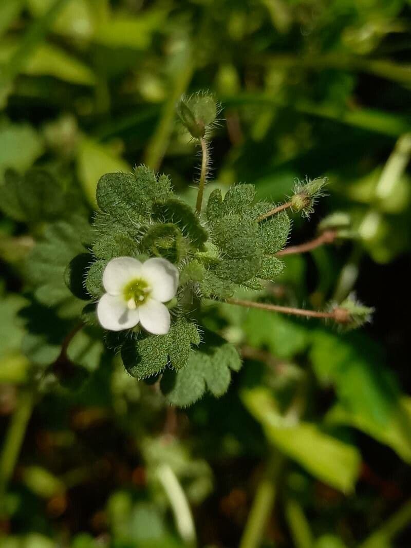 Veronica cymbalaria