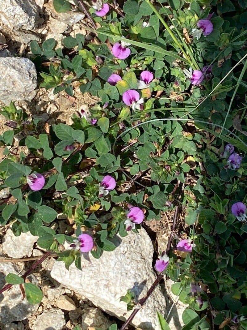 Kummerowia striata