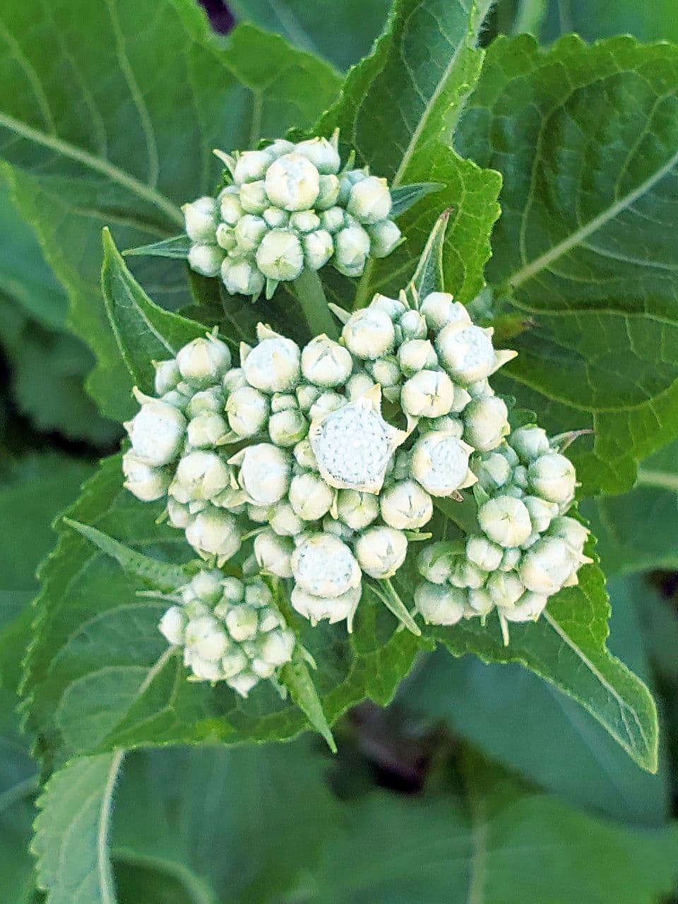 Parthenium integrifolium