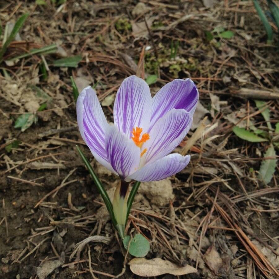 Crocus corsicus