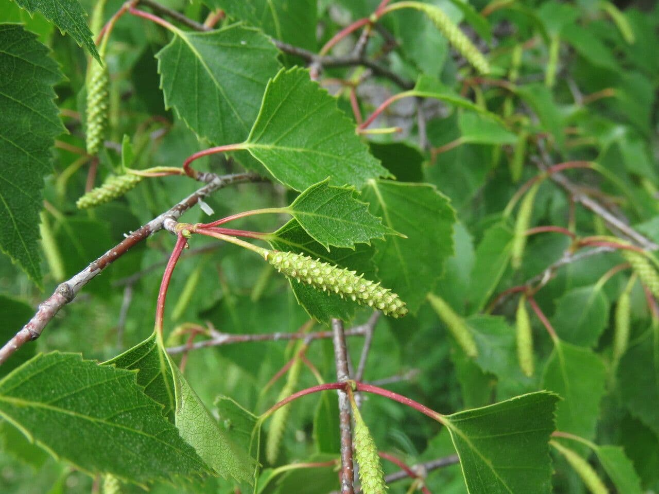 Betula pendula