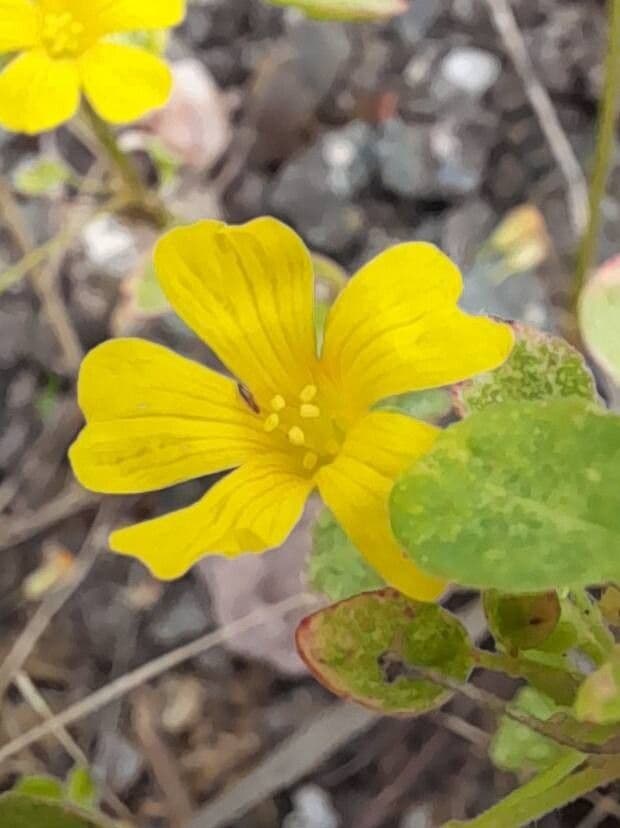 Oxalis frutescens