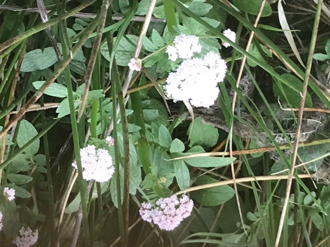 Valeriana dioica