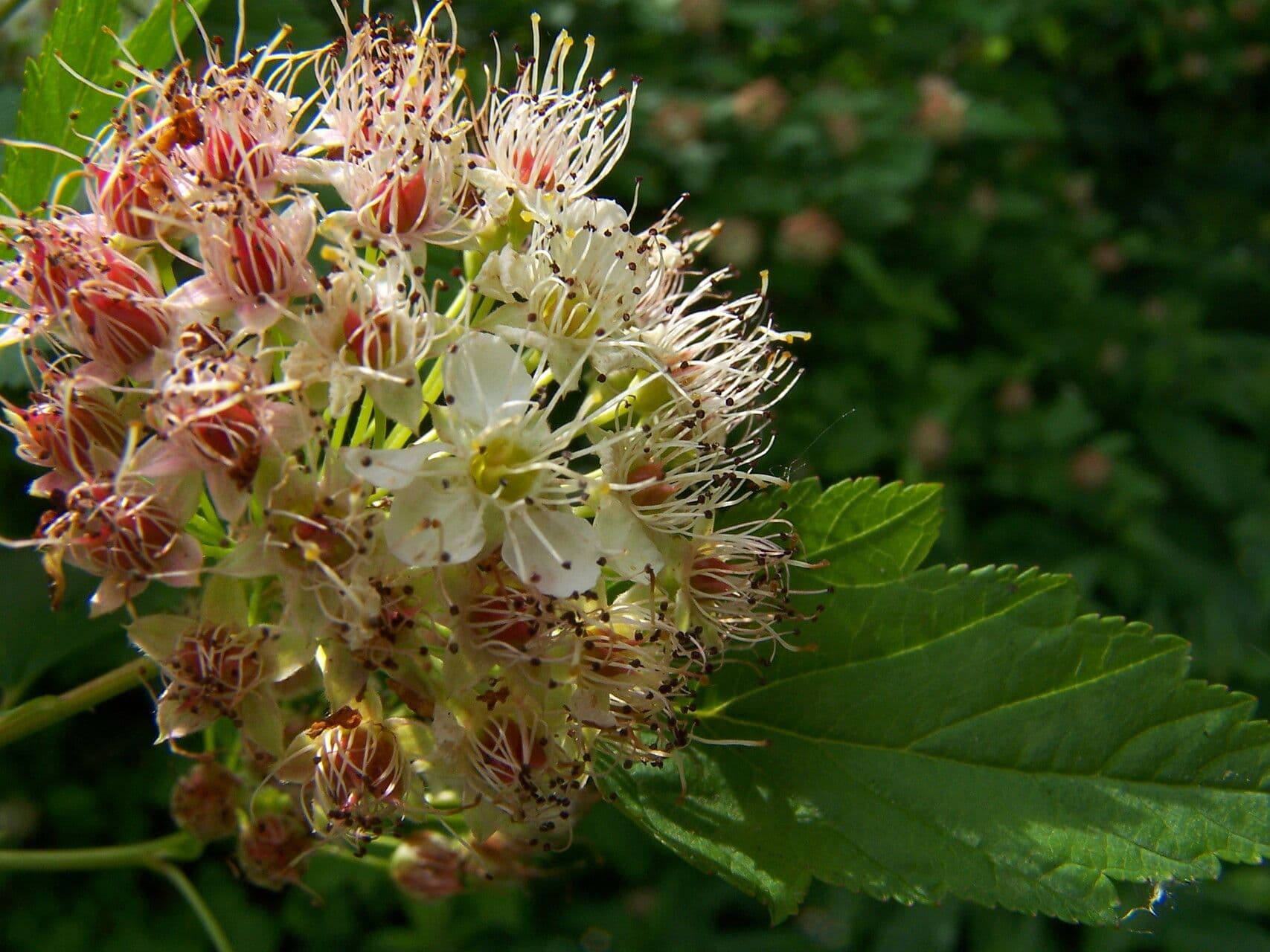 Physocarpus capitatus