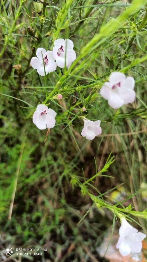 Agalinis purpurea