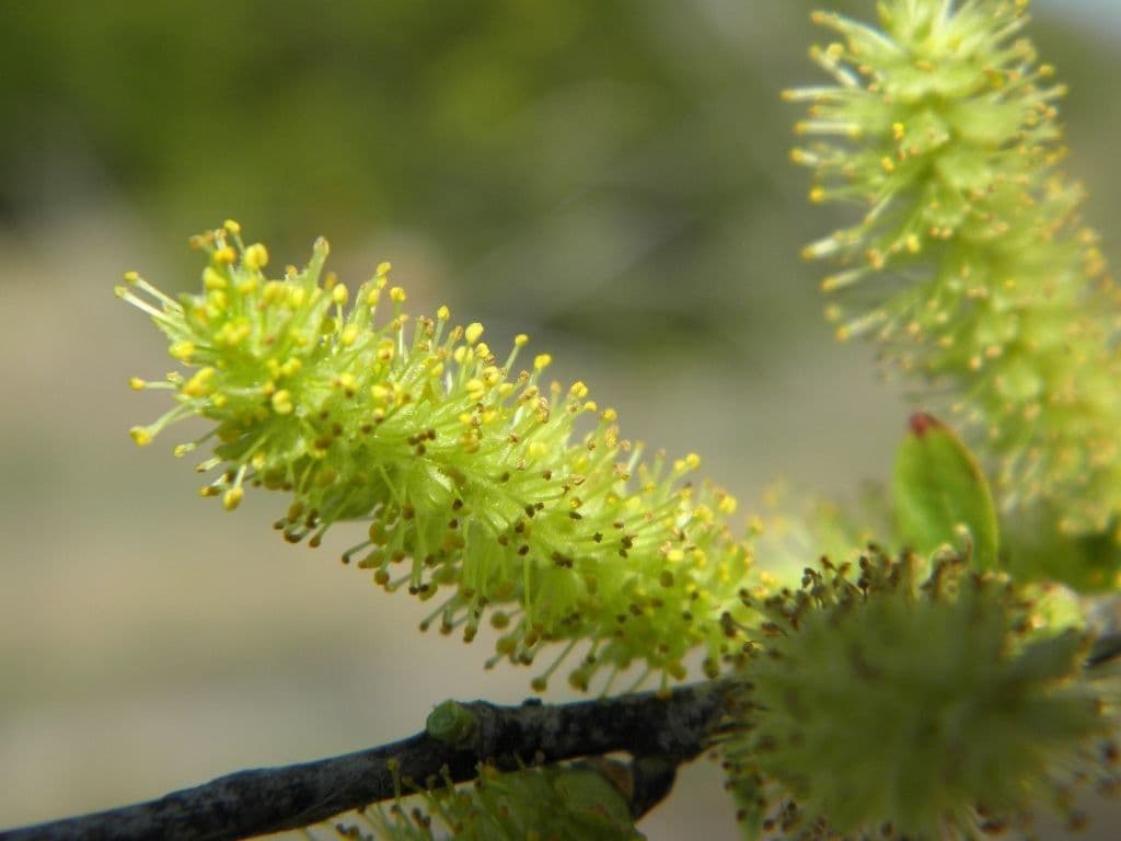 Salix caroliniana